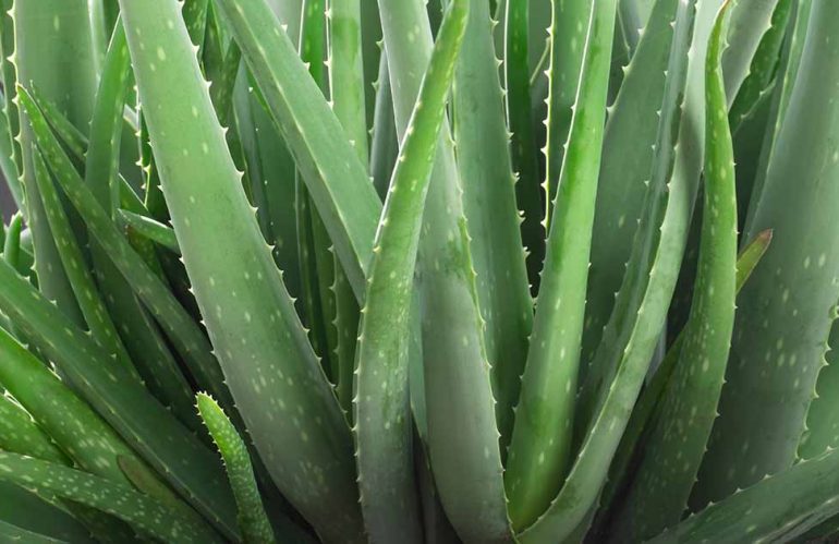 Aloes